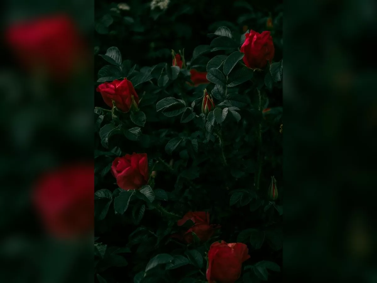 Macrons, ça repose…